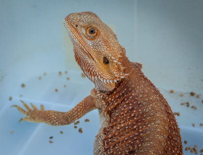Thaidragons-5839.jpg