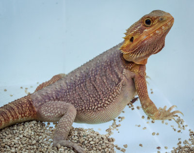 Thaidragons-5841.jpg