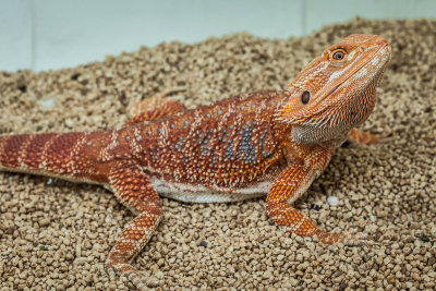 Thaidragons-5845.jpg