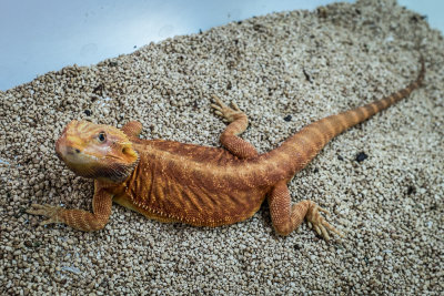 Thaidragons-7128.jpg