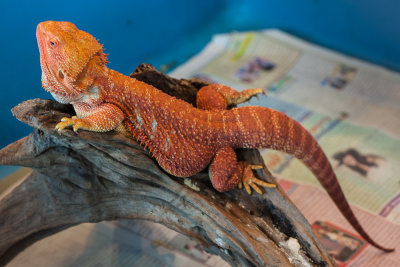 Thaidragons-5874.jpg