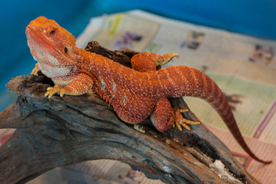 Thaidragons-5885.jpg