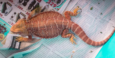 Thaidragons-7134.jpg