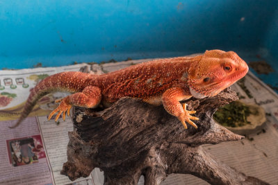 Thaidragons-7135.jpg