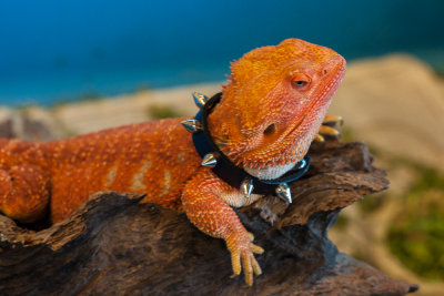 Thaidragons-5896.jpg
