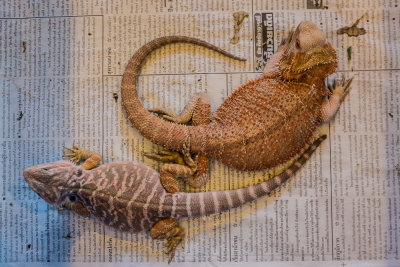 Thaidragons-7143.jpg