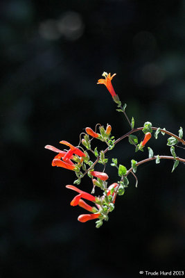 Heart-leaved Penstemon, waiting for hummingbird