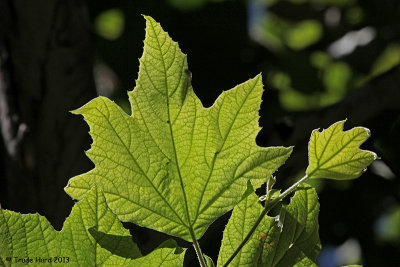 3a Sycamore Leaf  