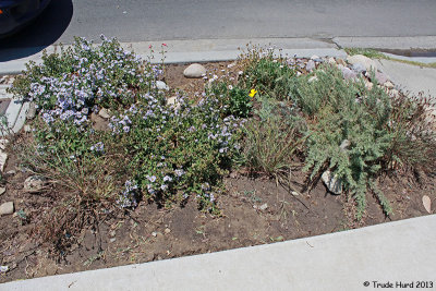 Seaside Daisy (rear) and CA Fuchsia (R)