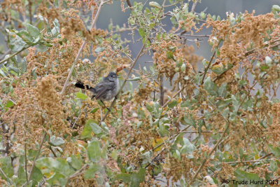 Home to endangered California Gnatcatcher