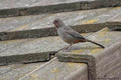California Towhee camouflaged on ground and roof