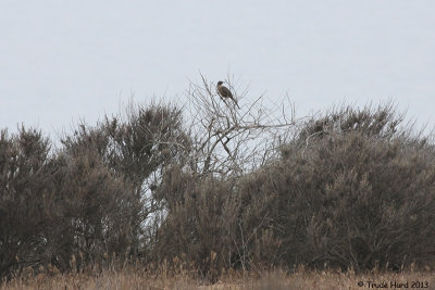 Even at a distance, California Thrasher is recognizable