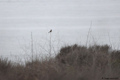 Loggerhead Shrike is a nice surprise