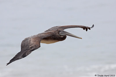 California Brown Pelican uses updrafts from bluffs