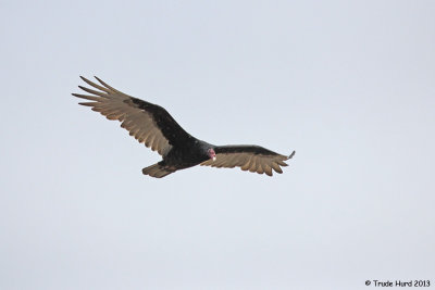 Turkey Vulture circling