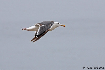 Western Gull showing molt in its wing feathers