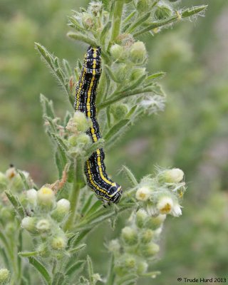 What will this caterpillar on everlasting turn into???