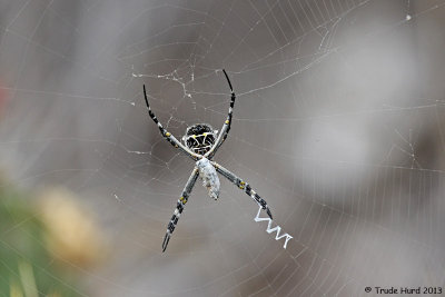 Argiope orb weaver spider captured a meal