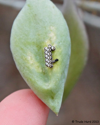 Harlequin Bug eggs hatching on bladderpod