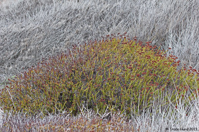 We ended with a plant walk to find buckwheat, sagebrush, bush sunflower and prickly pear cactus