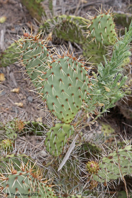 We counted spines on the pads to identify which species of Opuntia