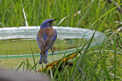 Western Bluebird male at bath