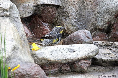 Yellow-rumped Warbler male bathes in fountain