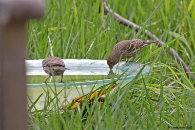 House Finches at bath (right male has eye disease)