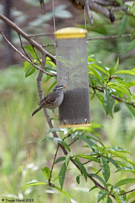 Yes, an adult White-crowned Sparrow at feeder