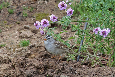 White-crowned Sparrow will migrate north in another month