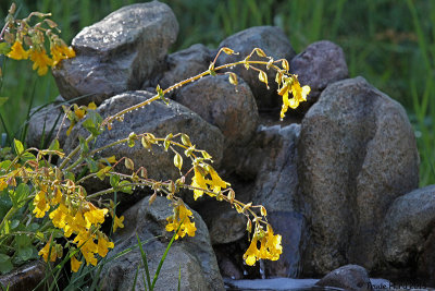 Seep Monkey Flower at fountain
