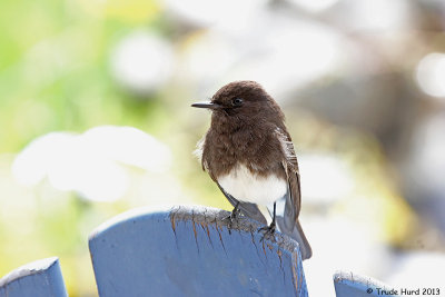 Black Phoebe will replace bluebirds as our yard nesting bird this year