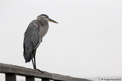 Great Blue Heron is the official greeter on the footbridge