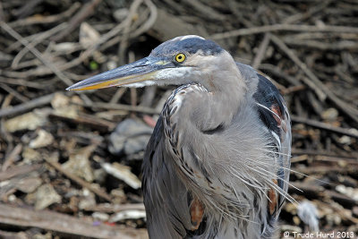Great Blue Heron at the tidegates
