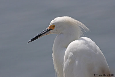 Snowy Egret at the tidegates, backlit