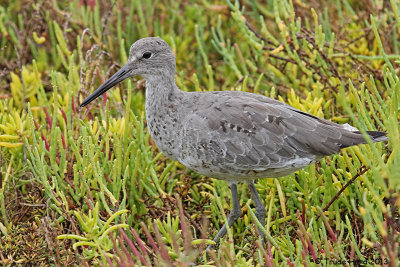 Shorebirds migrating still in their breeding plumage like this Willet