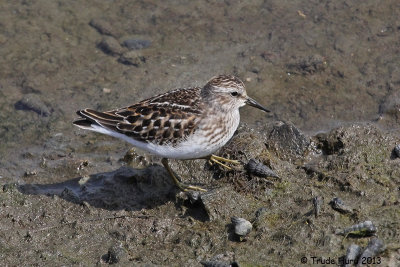 From the smallest sandpiper (Least Sandpiper)...