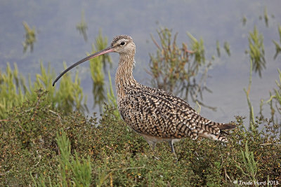 ...to the largest sandpiper (Long-billed Curlew)