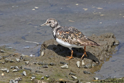 Ruddy Turnstone is more common along the rocky shore