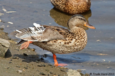 Mallards grow new feathers after summer molt