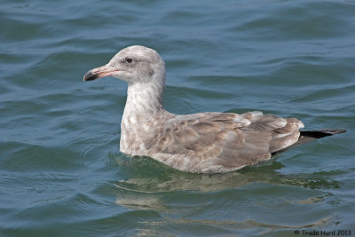 Gull