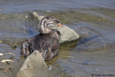 This Pied-billed Grebe juvenile wasn't looking too good