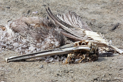 Brown Pelican definately not well but it's feeding the worms!