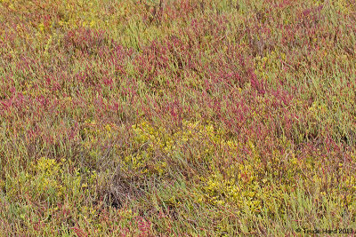 Pickleweed turns red in late summer 