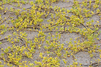 Saltwort runs along the mudflat