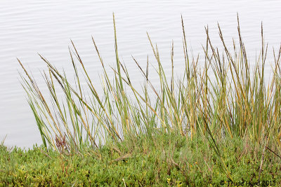 Cordgrass flowers 