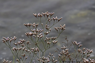 Marsh Rosemary flowers