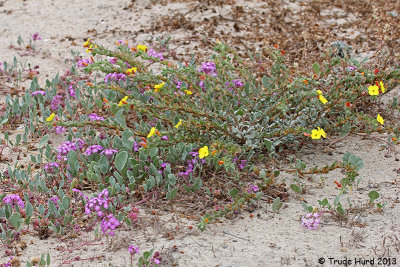 Love the colors of Beach Primrose and Sand Verbena