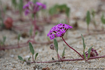 Sand Verbena flower