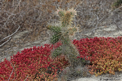 Cholla and non-native iceplant 